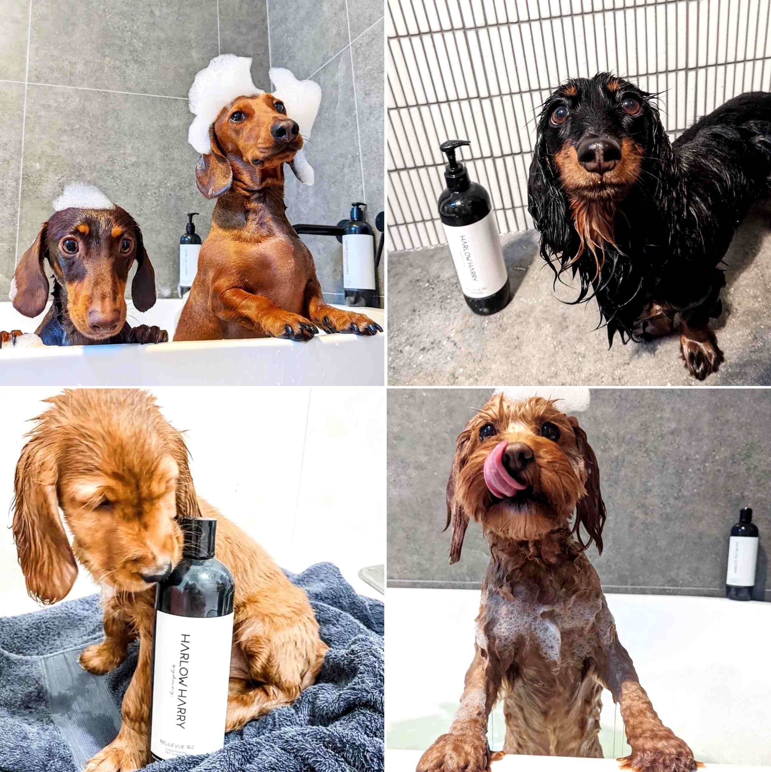 Harlow Harry: 2-in-1 Conditioning Dog Shampoo | L'hermitage 37 - Image 4