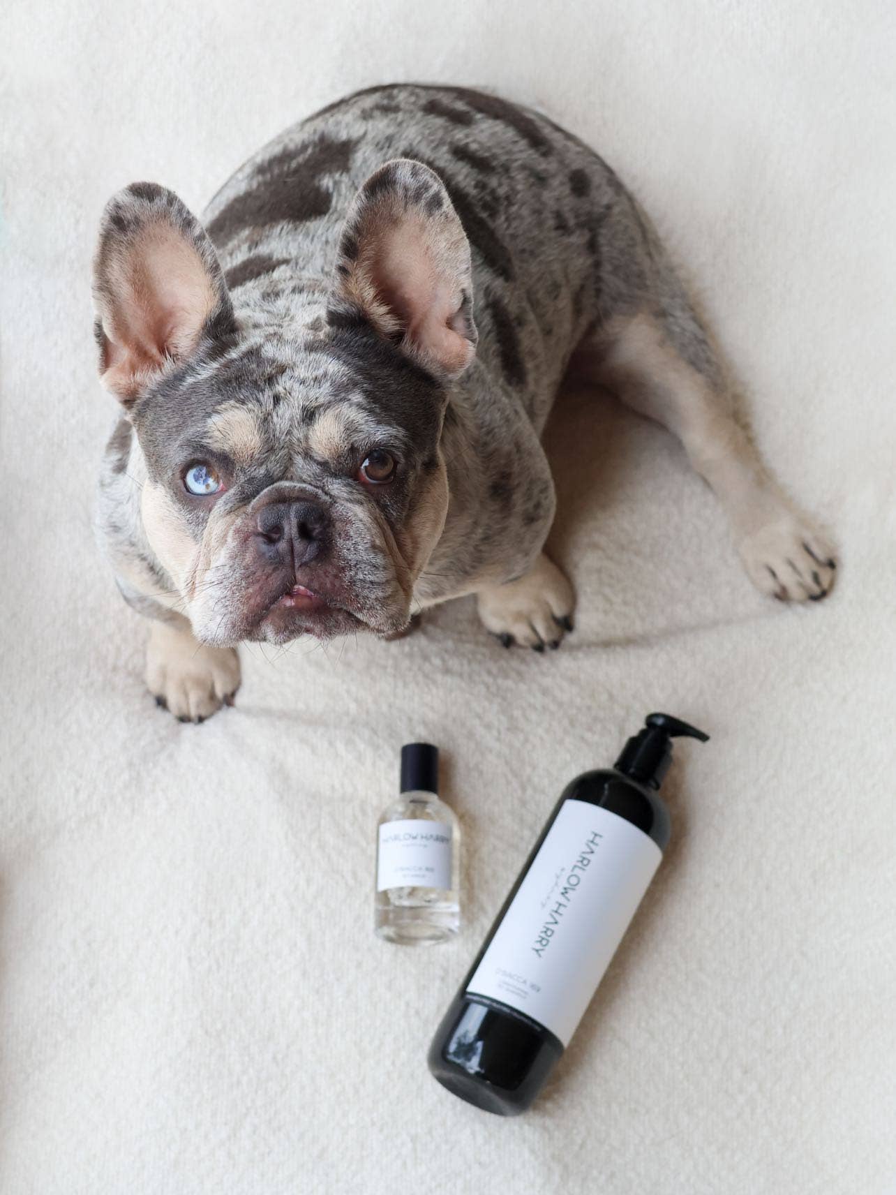 Harlow Harry: 2-in-1 Conditioning Dog Shampoo | L'hermitage 37 - Image 6