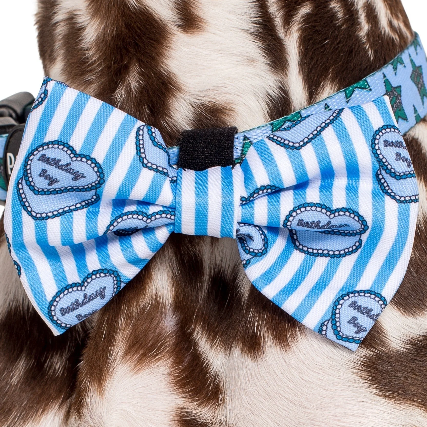 Birthday Boy: Bow Tie