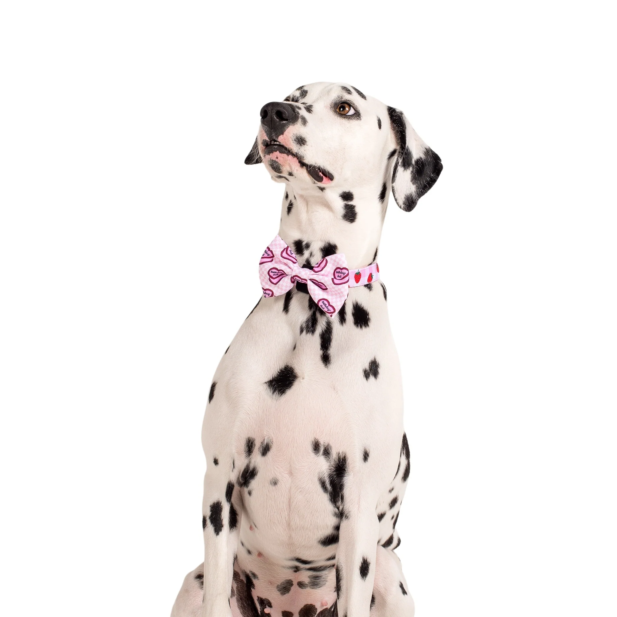 Birthday Gal: Bow Tie - Image 2