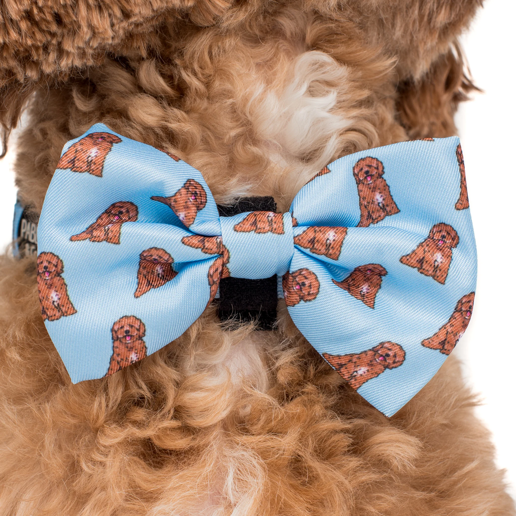 Cavoodle: Bow Tie - Image 2