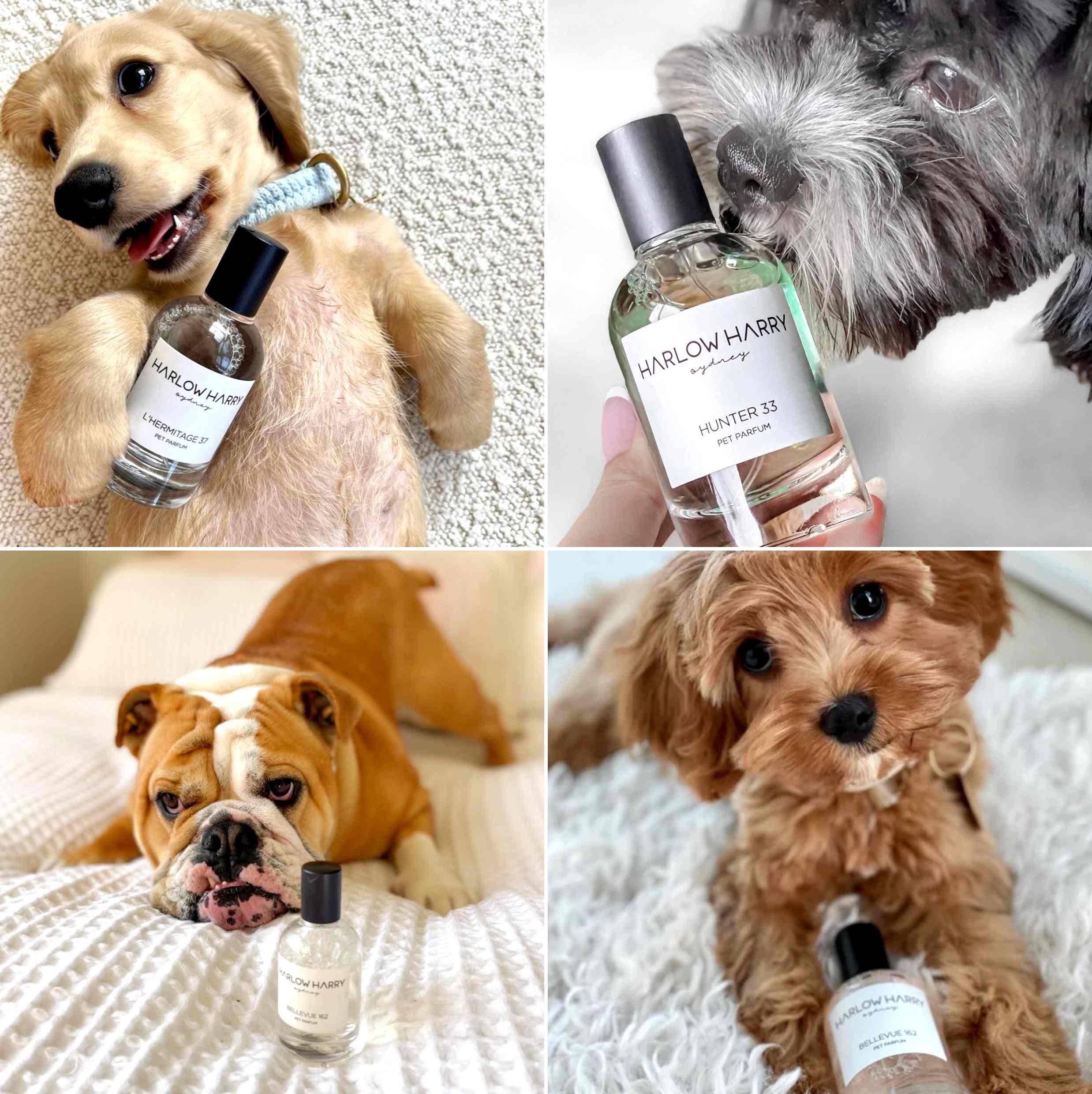 Harlow Harry: Dog Perfume | Hunter 33 - Image 7