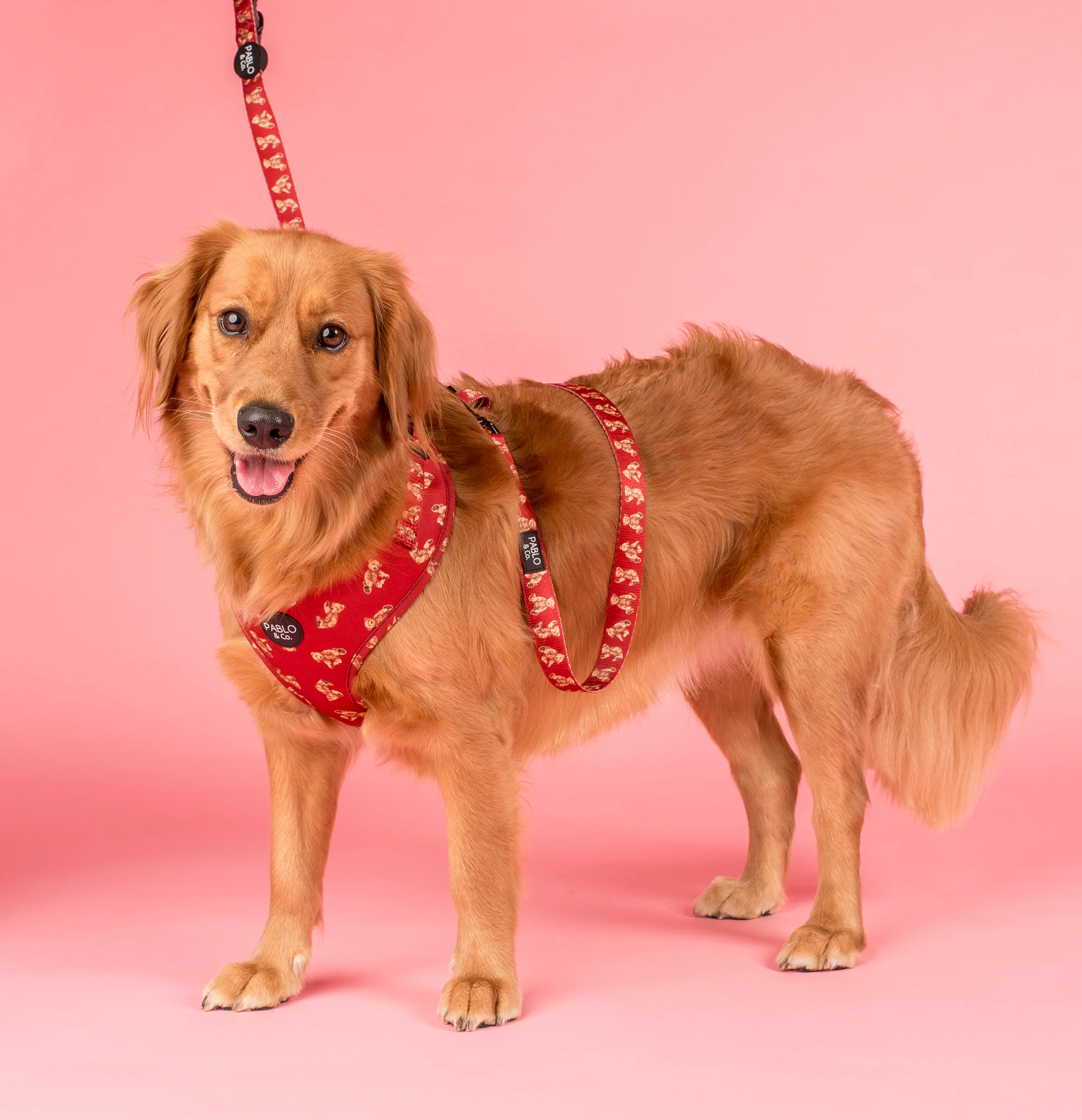 Henry Bear: Dog Leash - Image 2