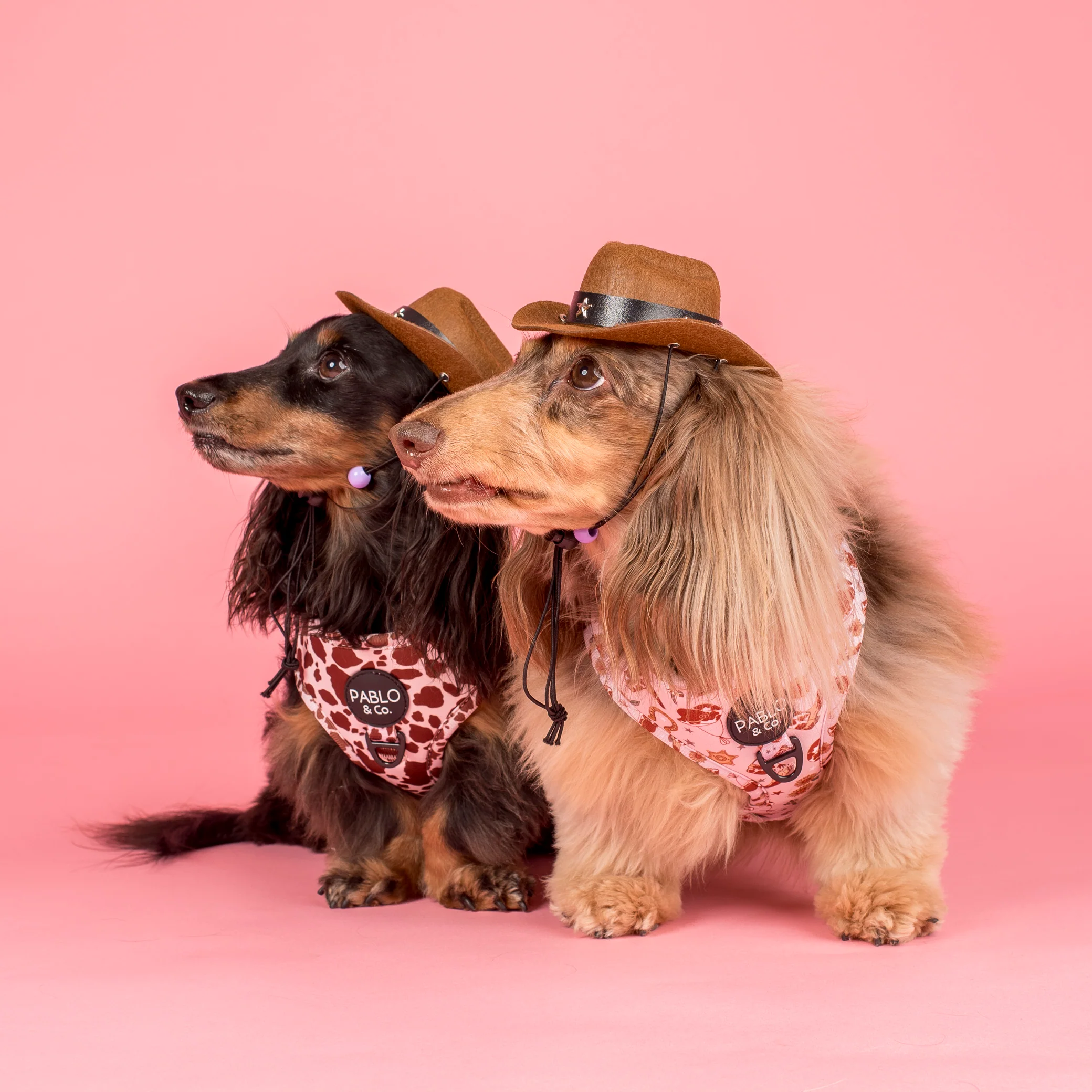 Howdy: Adjustable Harness - Image 8