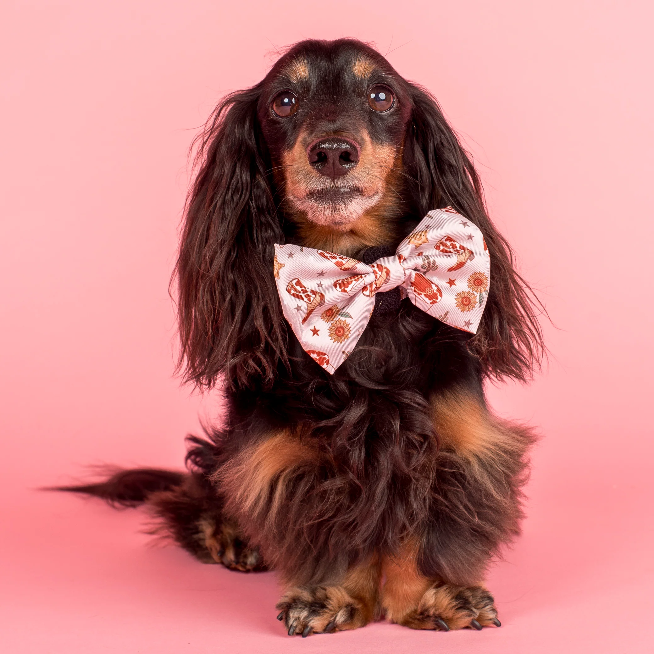 Howdy: Bow Tie