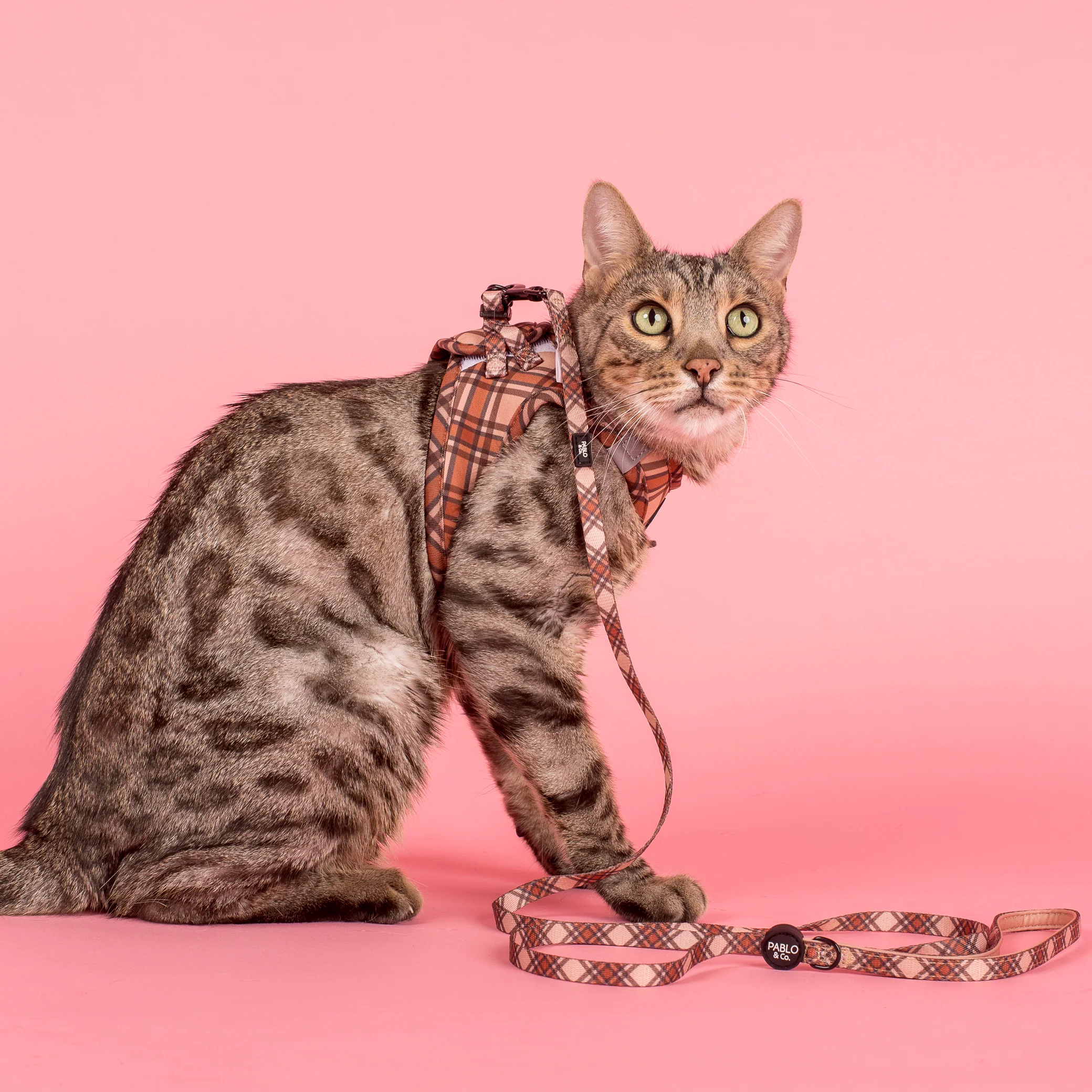Kensington: Cat Leash - Image 2