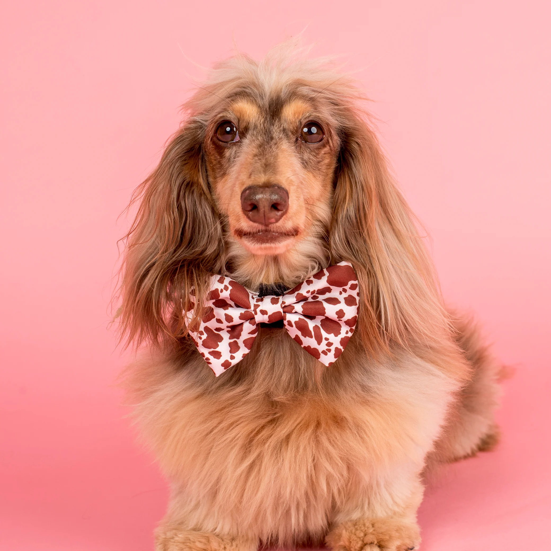 Rodeo: Bow Tie