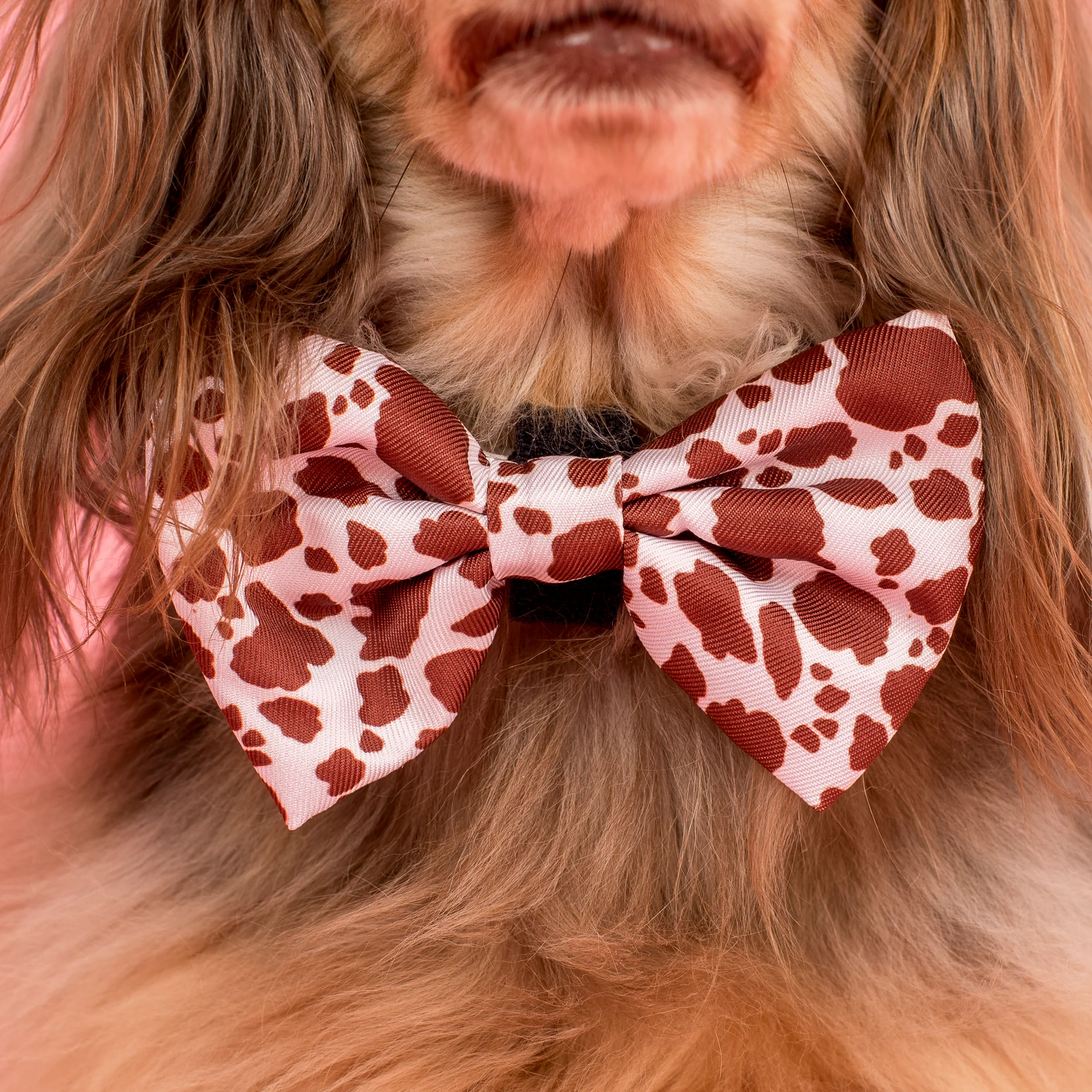 Rodeo: Bow Tie - Image 2