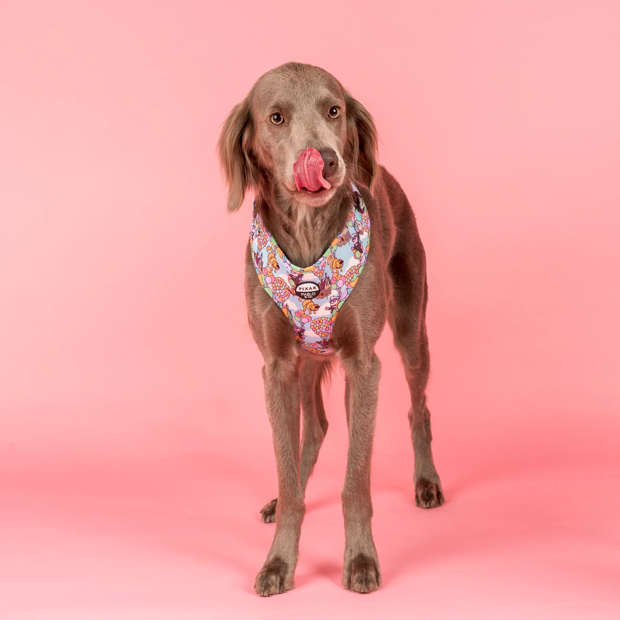 Up: Adjustable Harness - Image 2