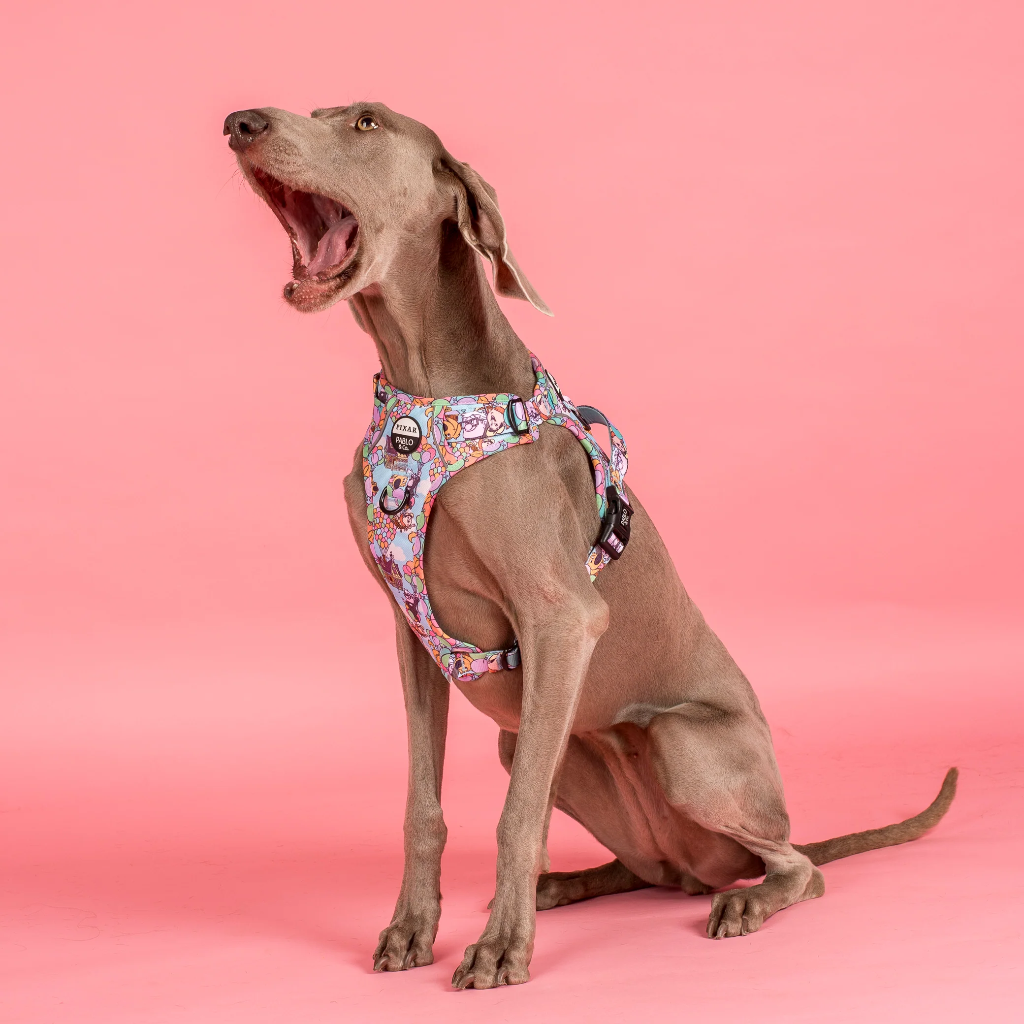 Up: No Pull Adventure Harness